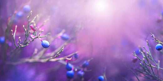 Antioxidants: What are they and why are they so important for health & longevity?